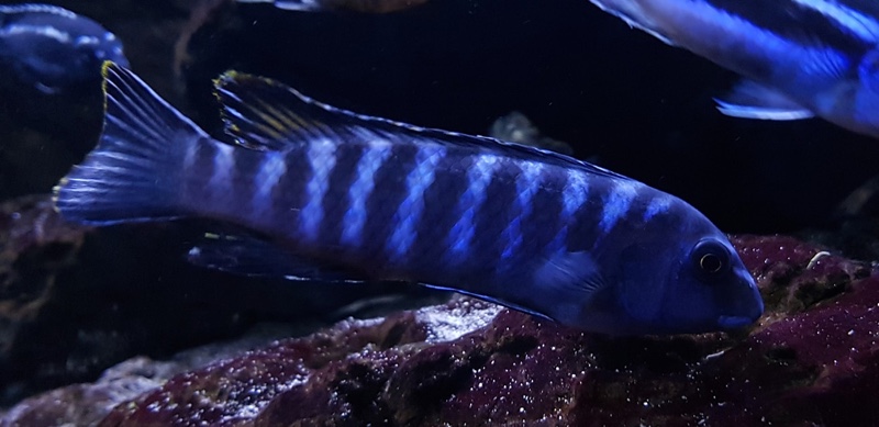 Labeotropheus trewavasae 'Higga Reef'